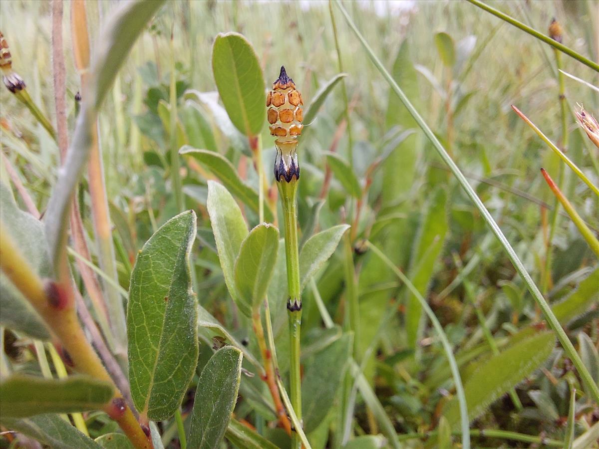 Equisetum variegatum (door Hendrik van der Wal)