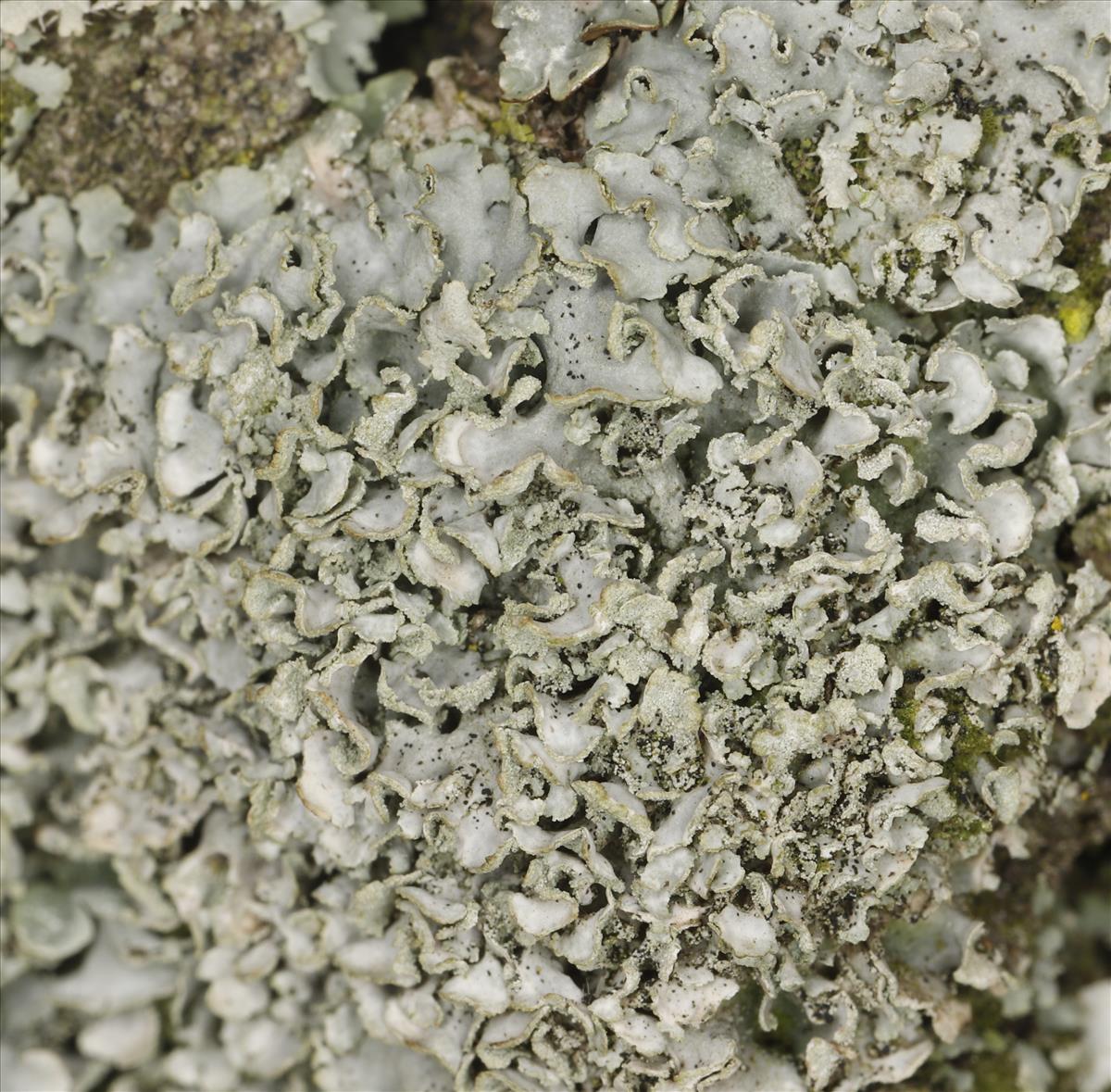 Physcia vitii (door Gerben Boer)