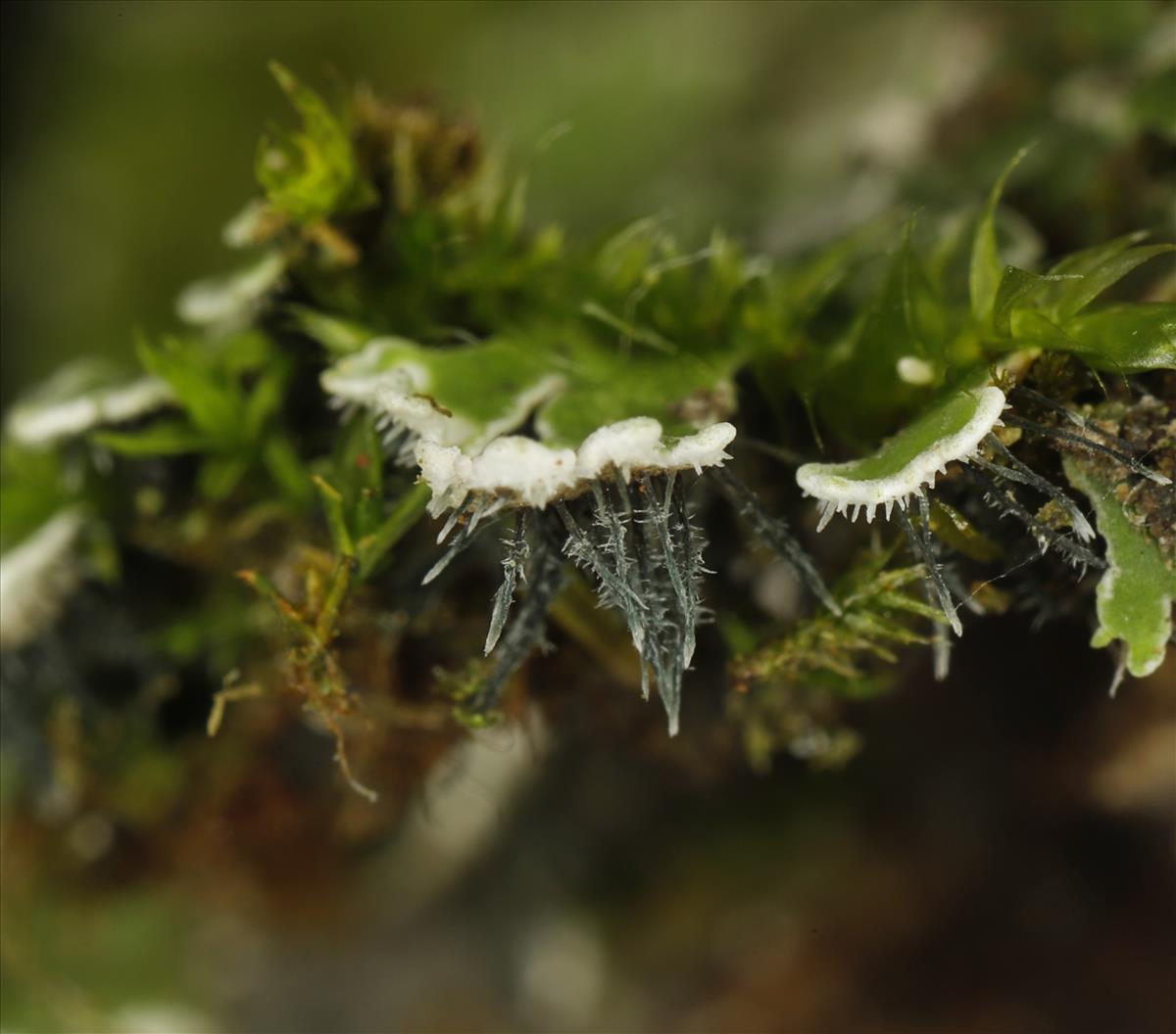 Physconia distorta (door Gerben Boer)