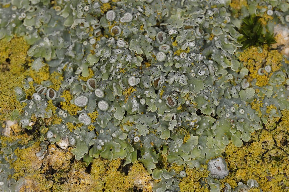 Physcia biziana (door Gerben Boer)