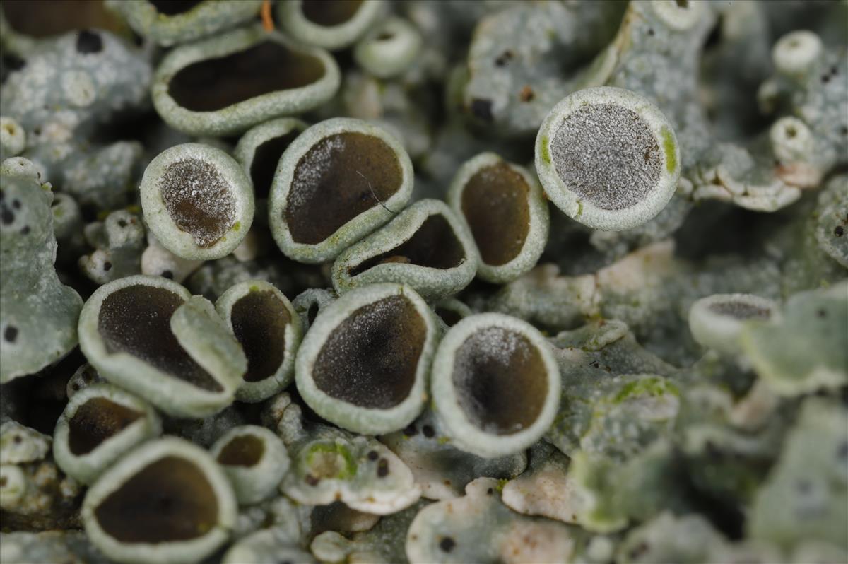 Physcia biziana (door Gerben Boer)