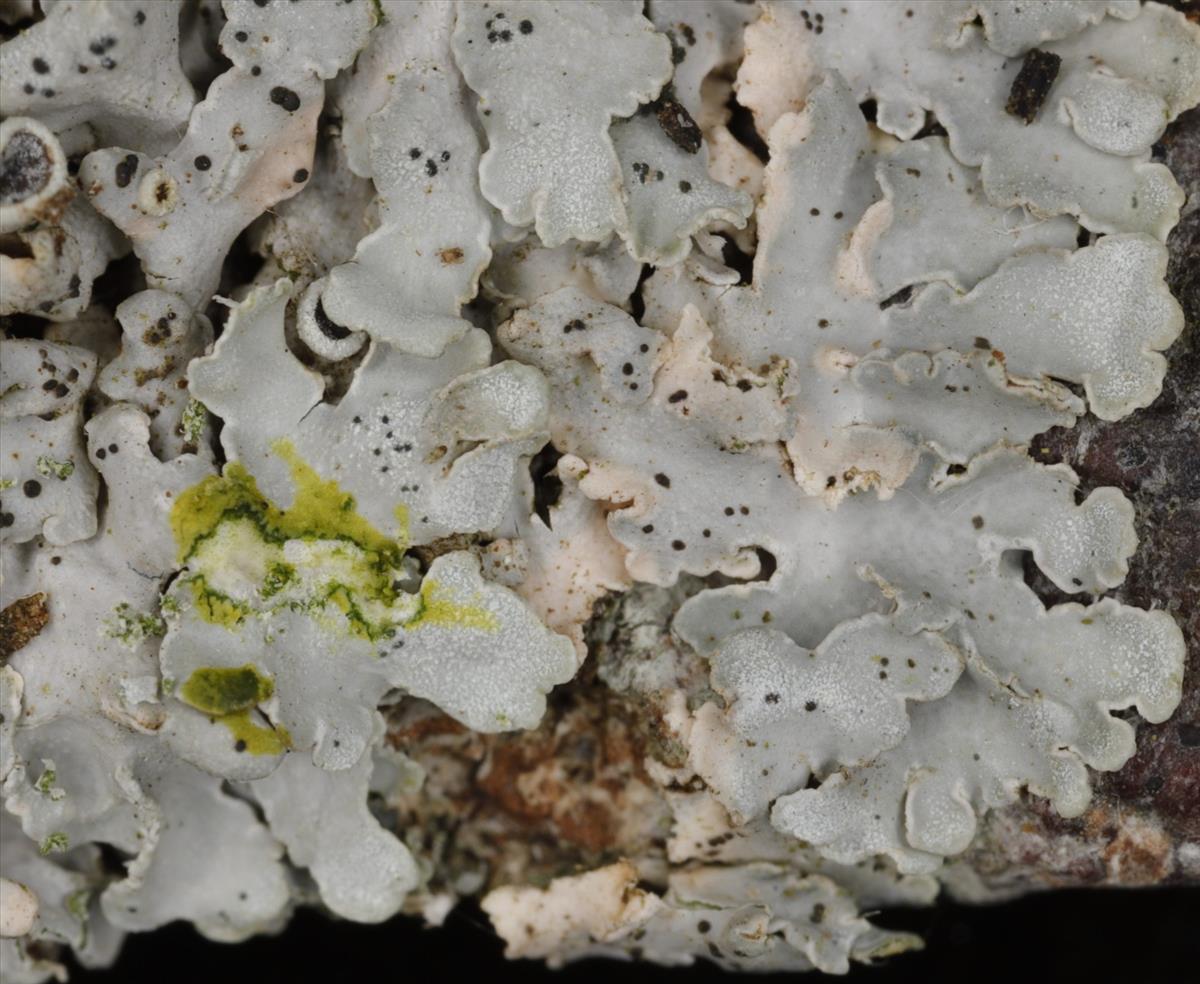 Physcia biziana (door Gerben Boer)