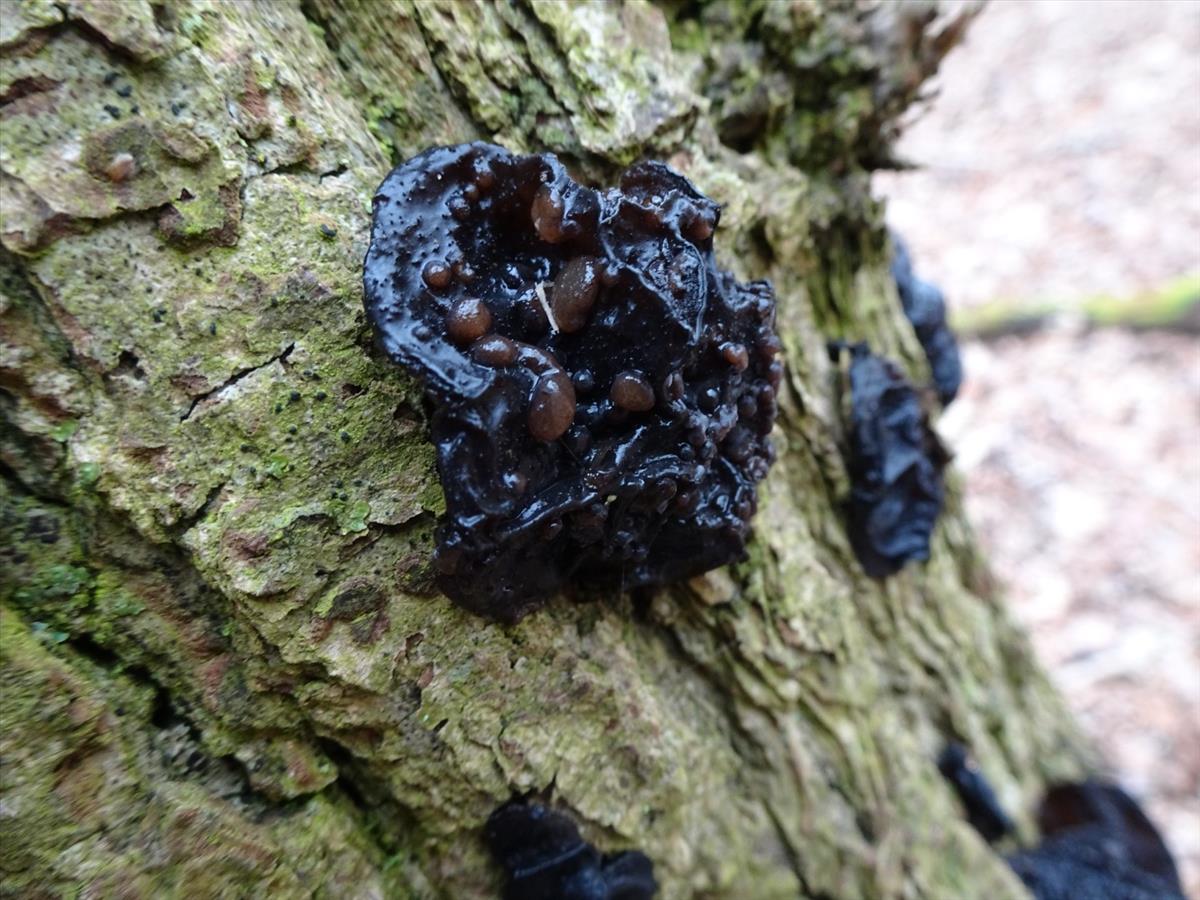 Heteromycophaga glandulosae (door Peter Hauwert)