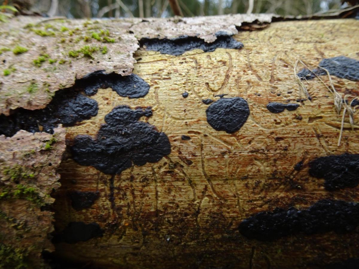 Exidia pithya (door Peter Hauwert)