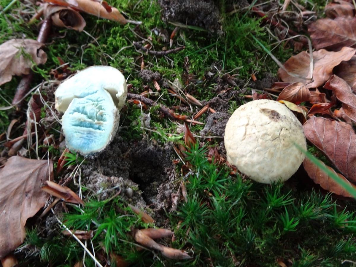 Gyroporus cyanescens (door Peter Hauwert)