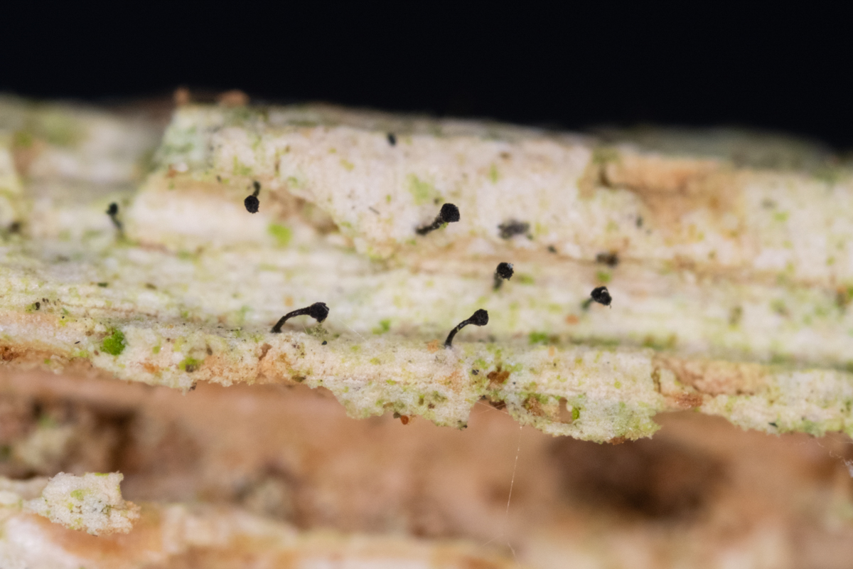 Chaenothecopsis pusilla (door Peter Eekelder)