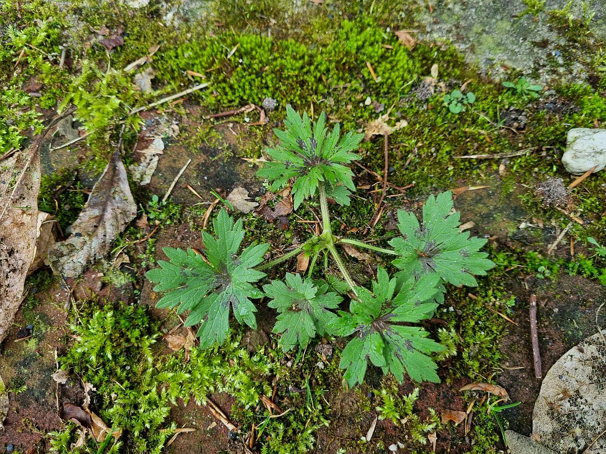 Ranunculus acris (door Hanneke Waller)