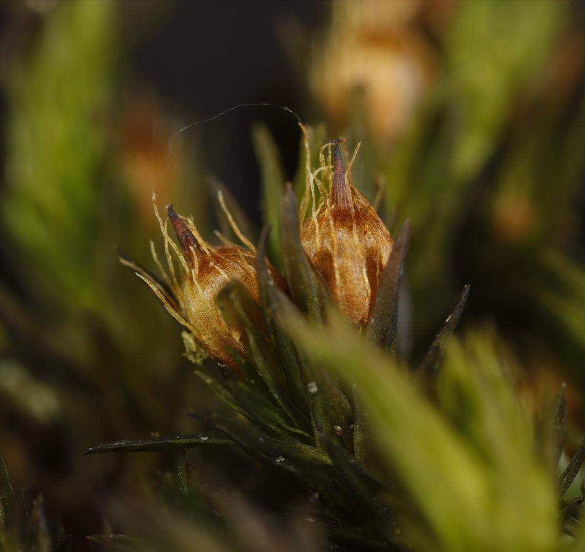 Orthotrichum rupestre (door Gerben Boer)