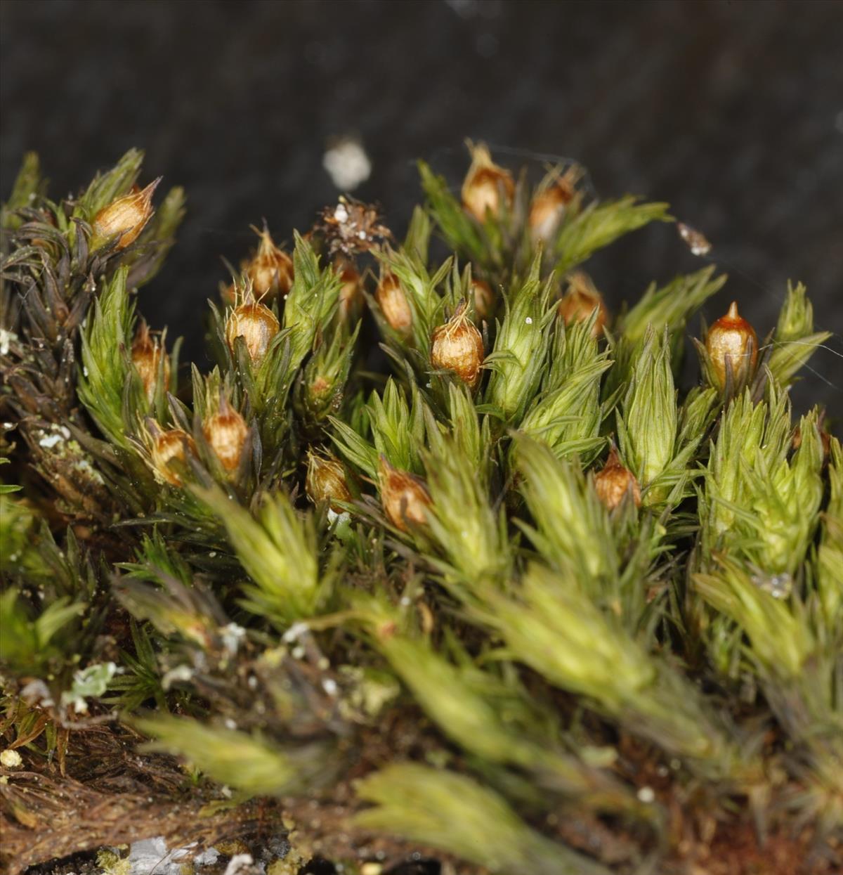 Orthotrichum rupestre (door Gerben Boer)
