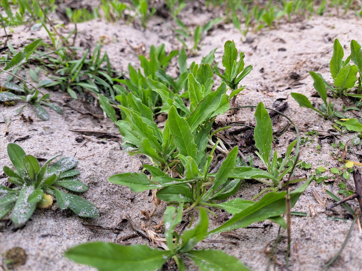 Lepidium draba (door Jaap Oosterom)