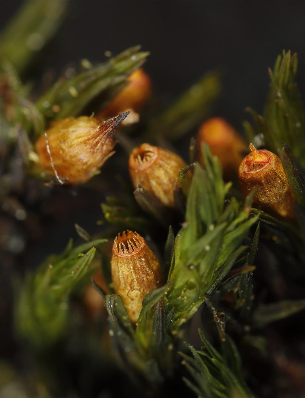 Orthotrichum rupestre (door Gerben Boer)
