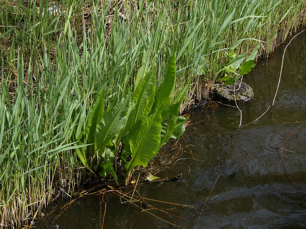 Rumex hydrolapathum (door Hanneke Waller)