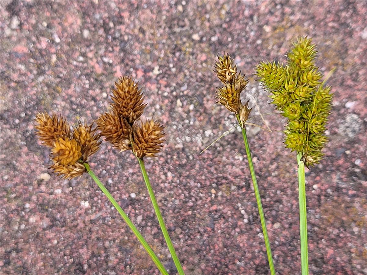 Carex bebbii (door Teddy Dolstra)