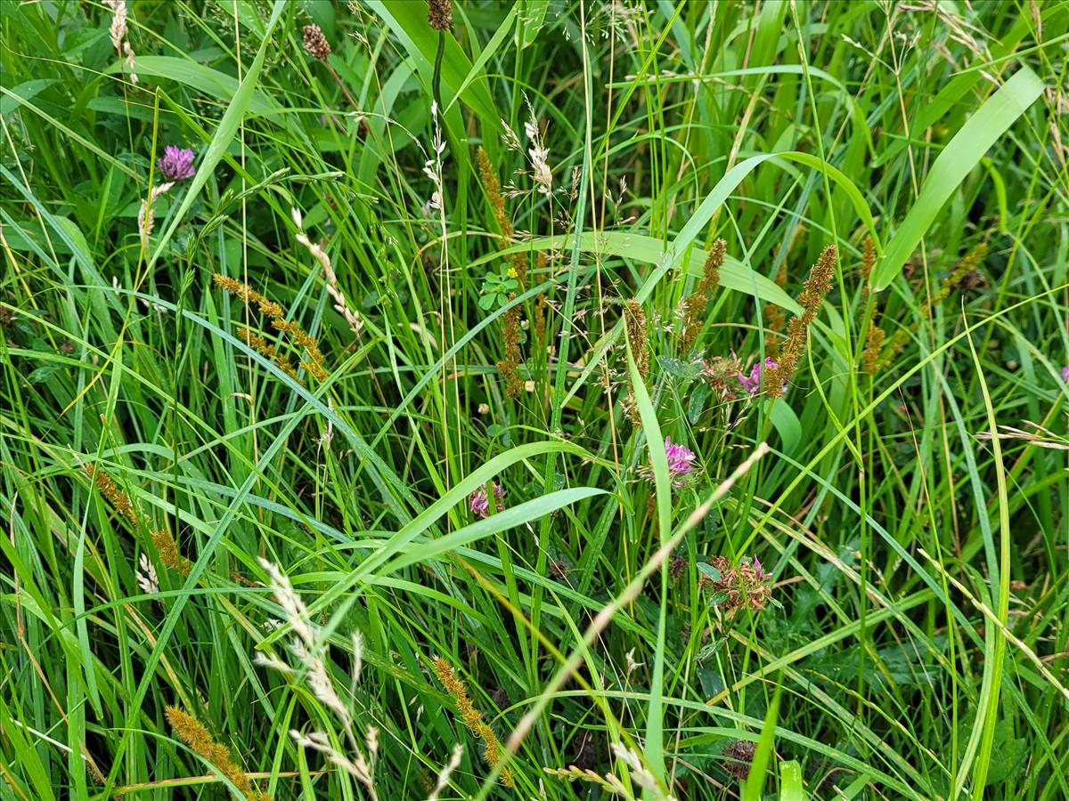 Carex vulpinoidea (door Teddy Dolstra)