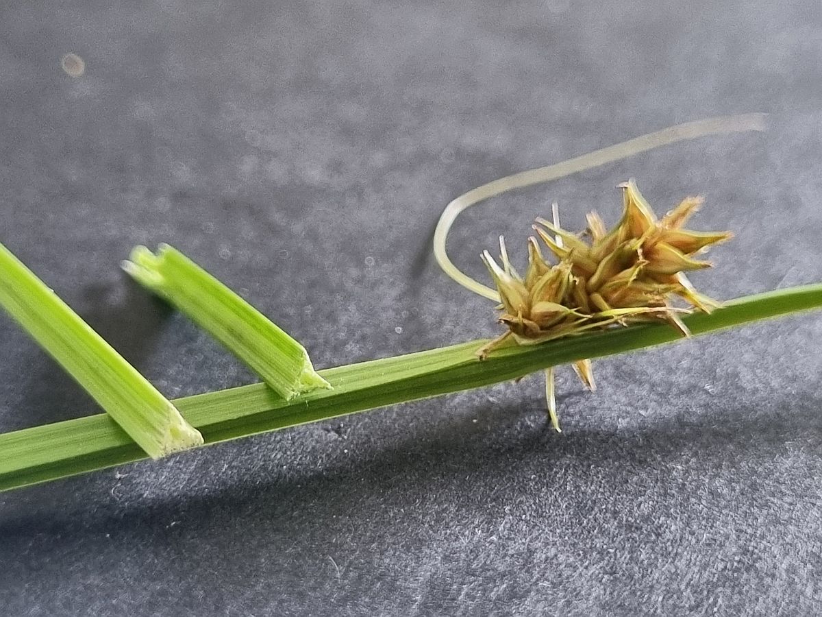 Carex otrubae (door Hanneke Waller)