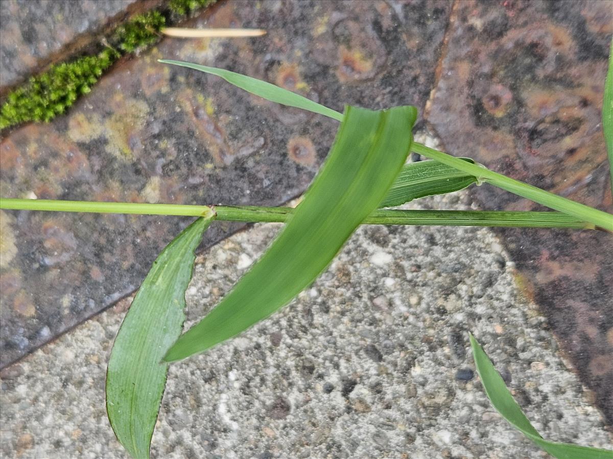 Digitaria nuda (door Sipke Gonggrijp)