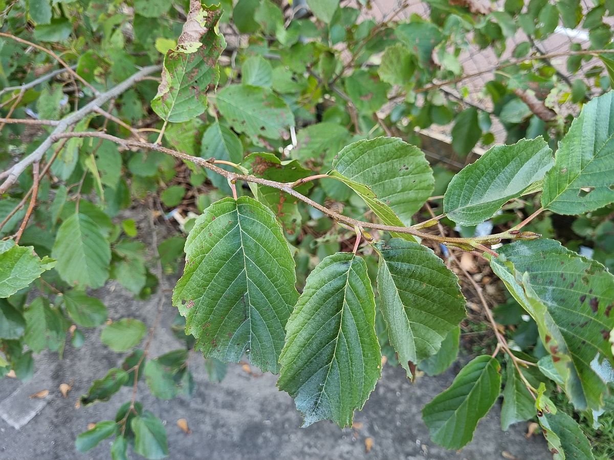 Alnus x pubescens (door Hanneke Waller)