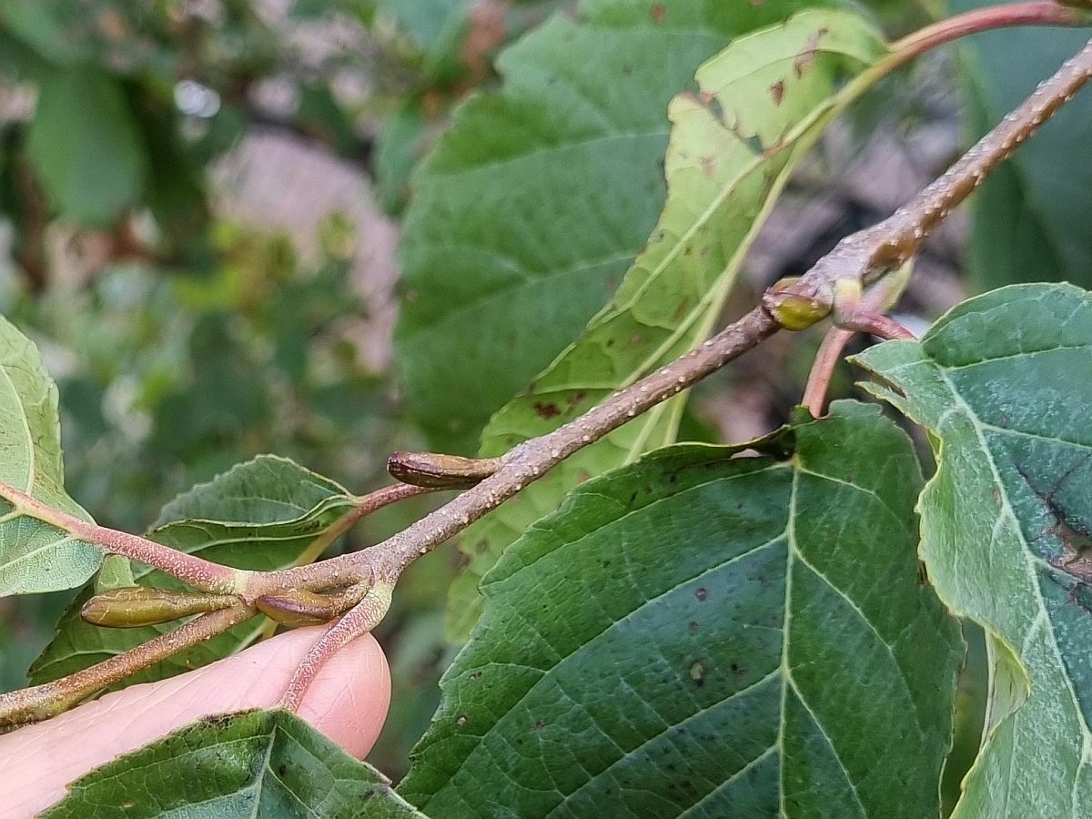 Alnus x pubescens (door Hanneke Waller)