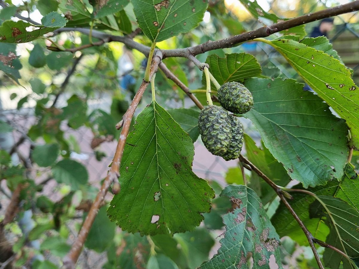 Alnus x pubescens (door Hanneke Waller)