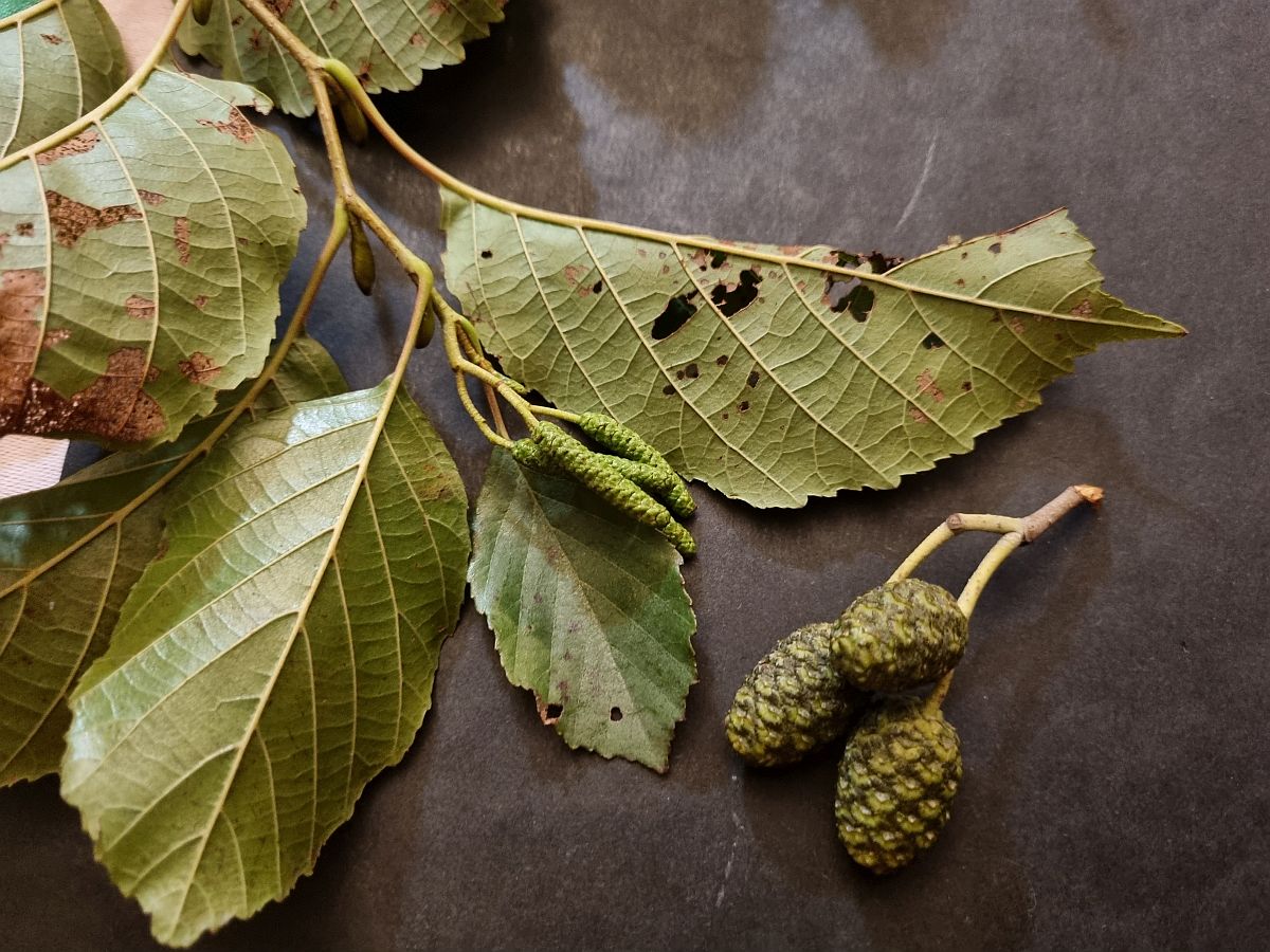 Alnus x pubescens (door Hanneke Waller)