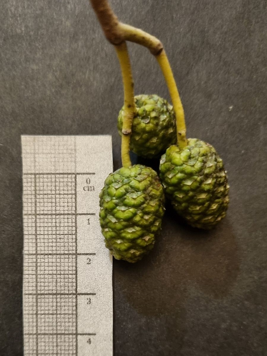 Alnus x pubescens (door Hanneke Waller)