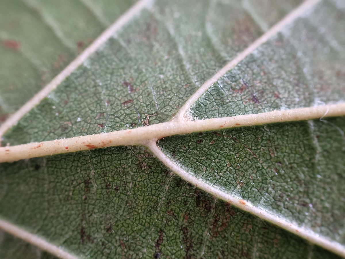 Alnus x pubescens (door Hanneke Waller)