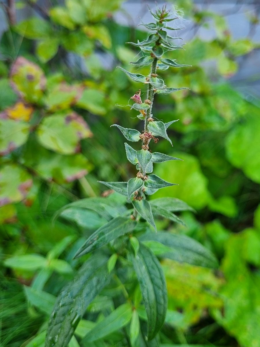 Lythrum salicaria (door Hanneke Waller)