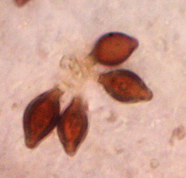 Melanogaster ambiguus (door Menno Boomsluiter)