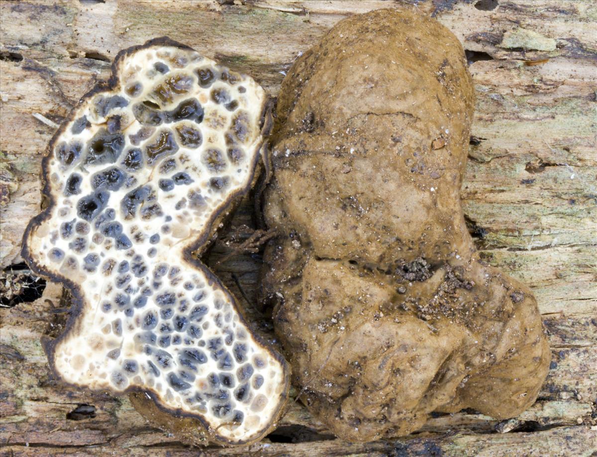 Melanogaster ambiguus (door Menno Boomsluiter)