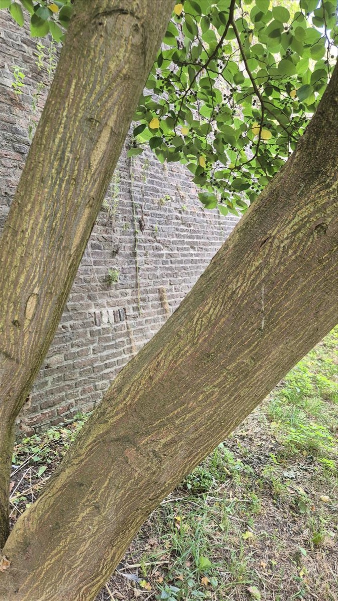 Broussonetia papyrifera (door Laurens Sparrius)