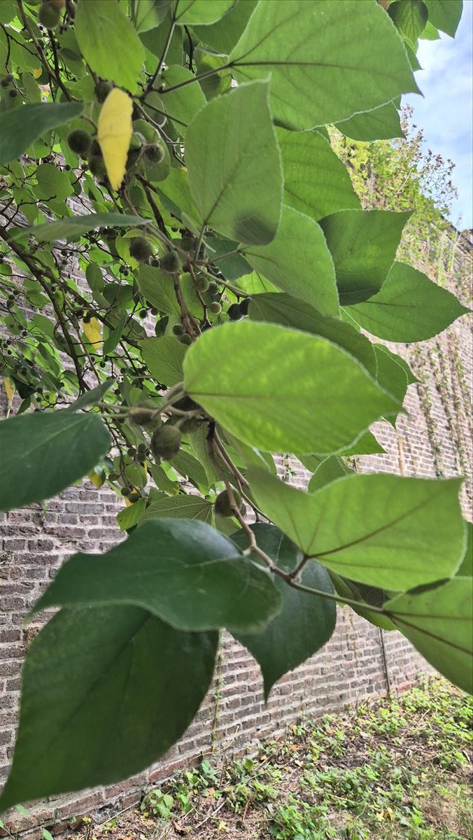 Broussonetia papyrifera (door Laurens Sparrius)