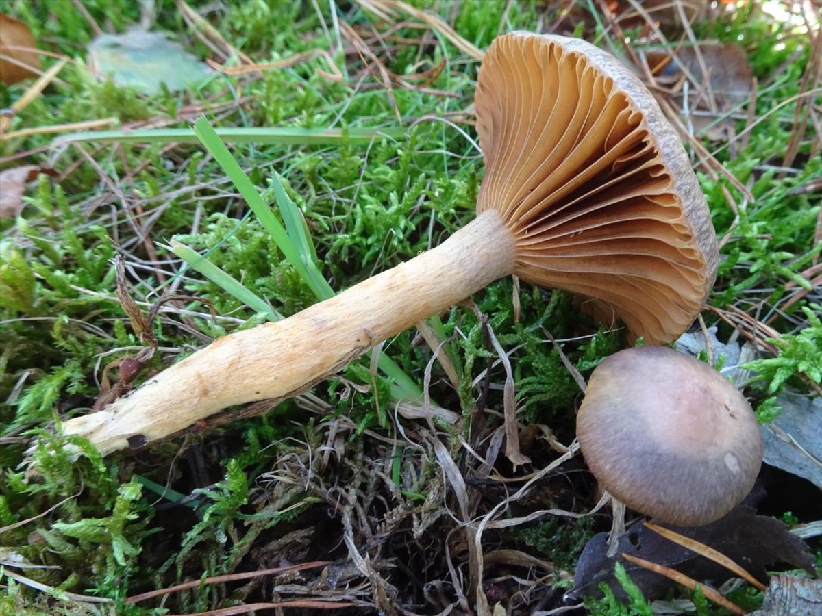 Chroogomphus rutilus (door Peter Hauwert)