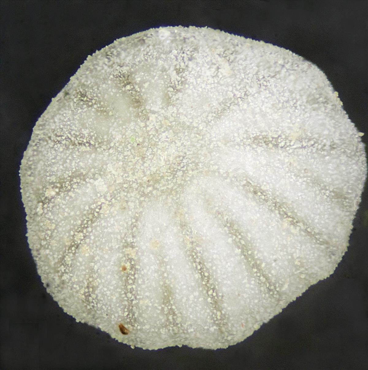 Mycena adscendens (door Menno Boomsluiter)