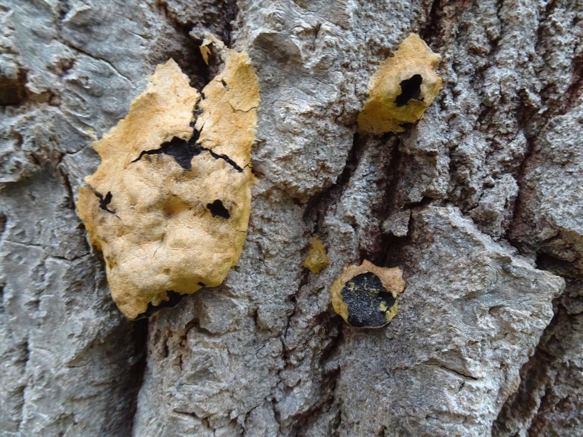 Fuligo luteonitens (door Peter Hauwert)