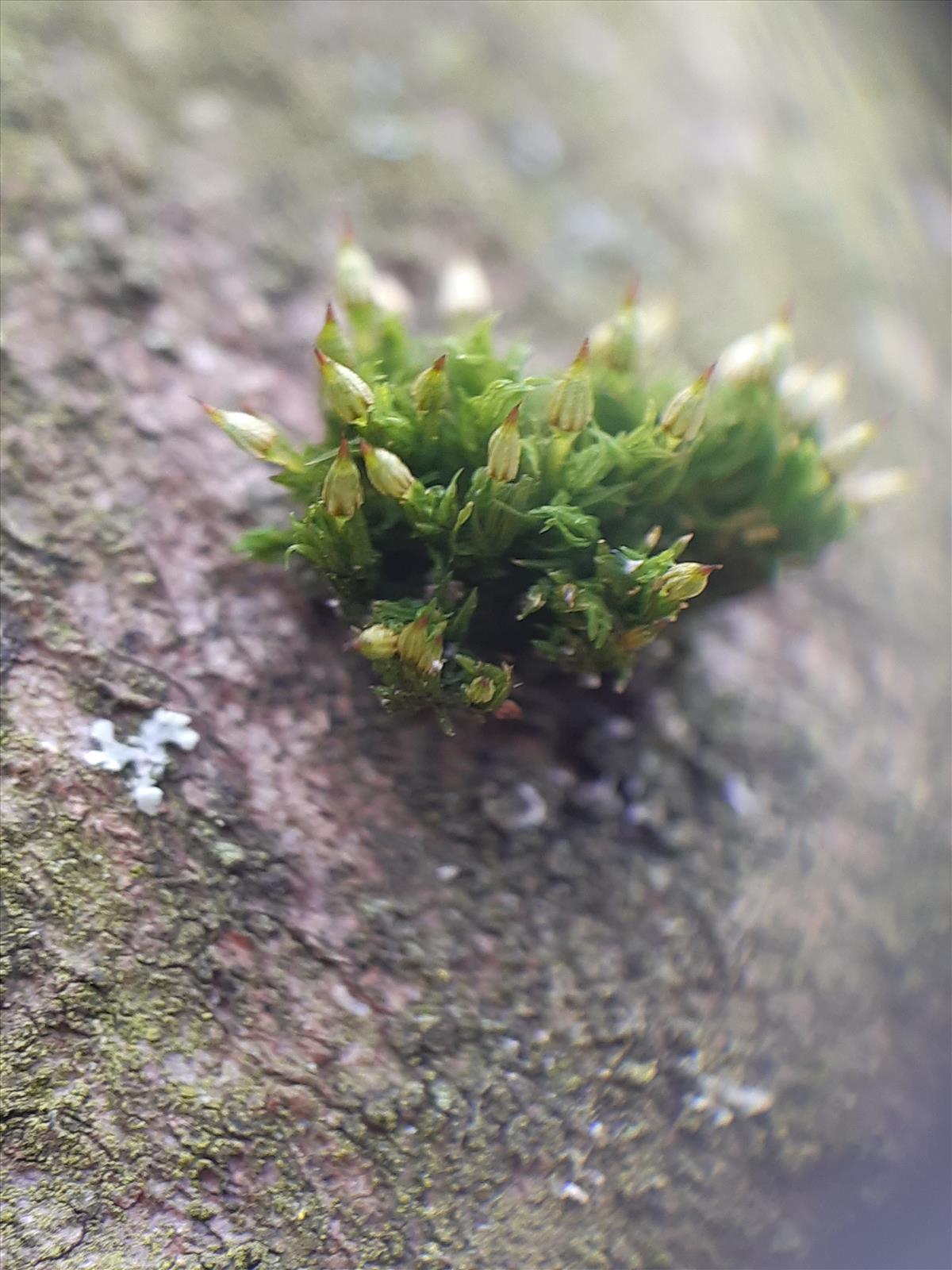 Orthotrichum pulchellum (door Anneke Drost)