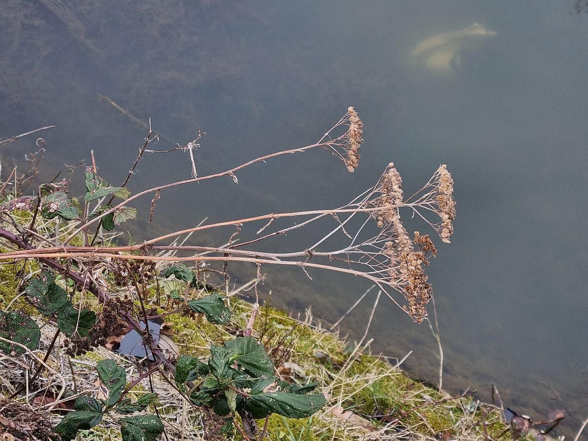 Achillea millefolium (door Hanneke Waller)