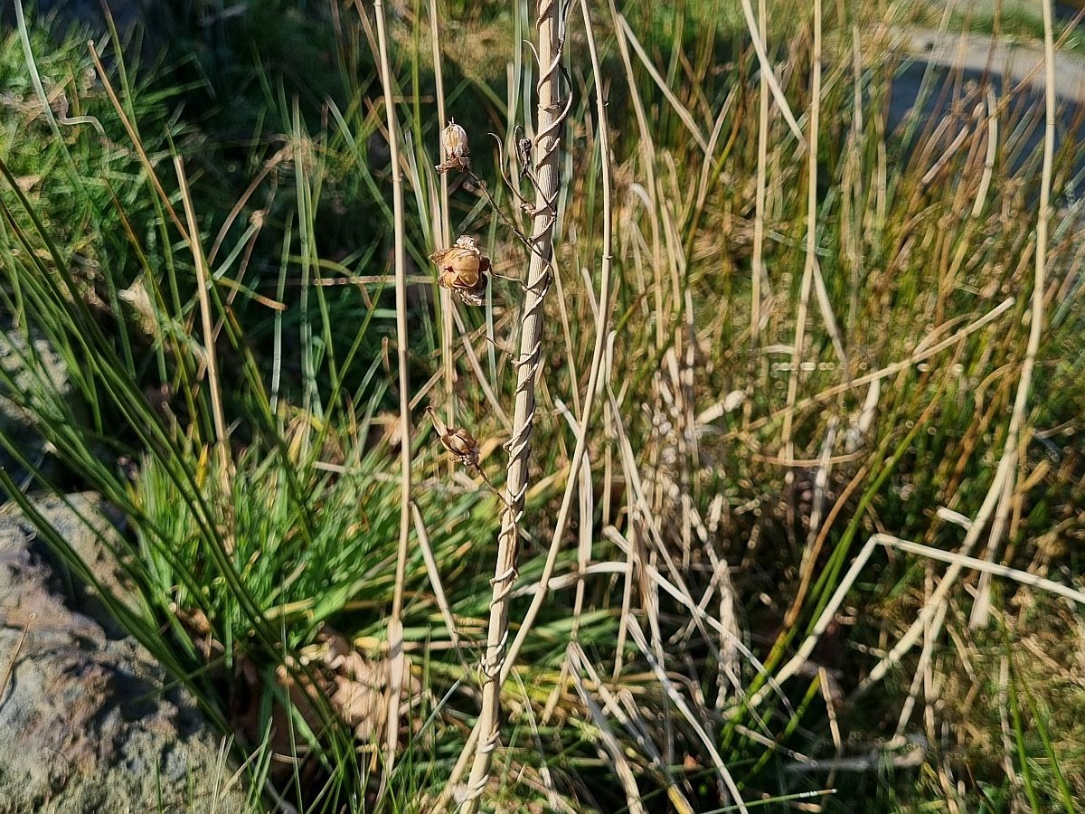 Convolvulus sepium (door Hanneke Waller)