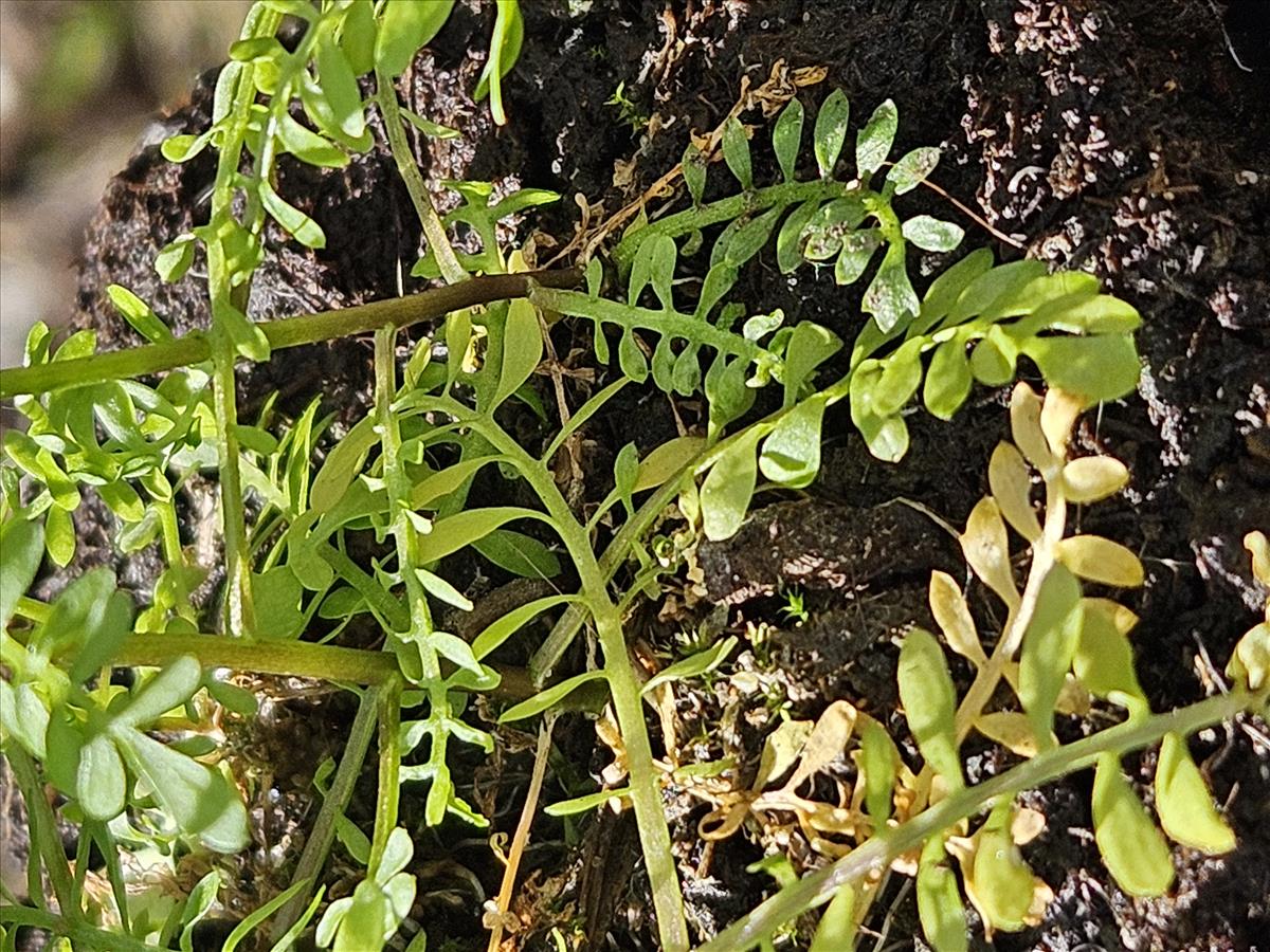 Cardamine parviflora (door Sipke Gonggrijp)