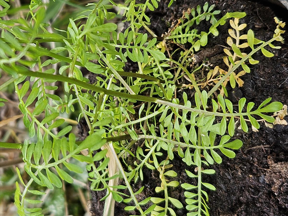 Cardamine parviflora (door Sipke Gonggrijp)