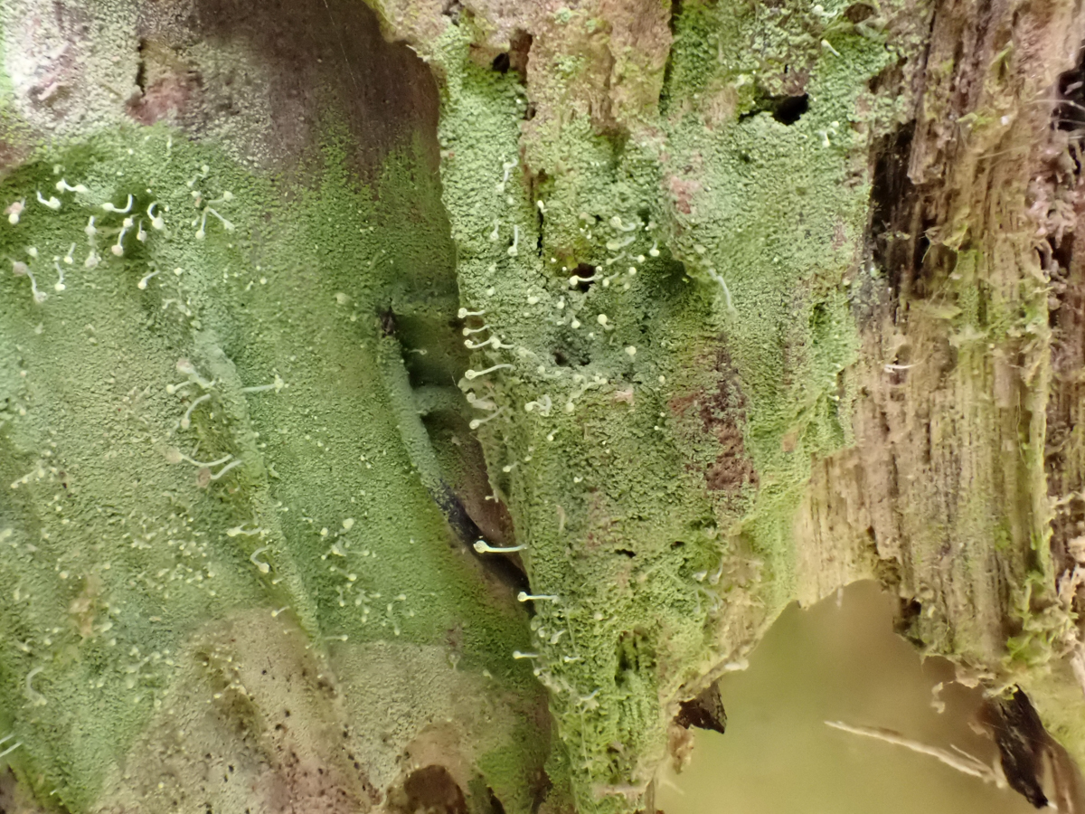 Chaenotheca furfuracea (door Peter Eekelder)