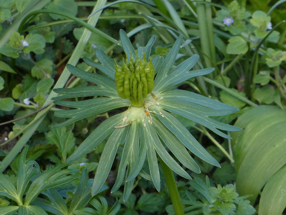 Eranthis cilicica (door Hanneke Waller)