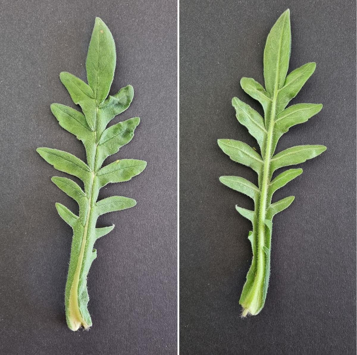 Knautia arvensis (door Hanneke Waller)