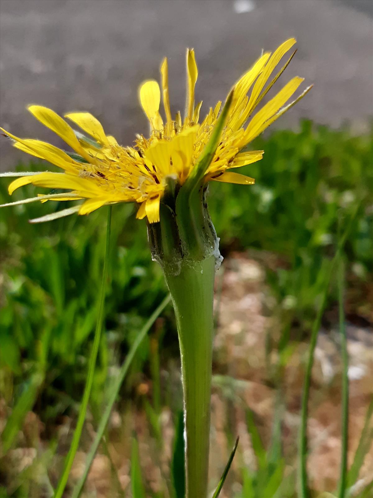 Tragopogon dubius (door Anneke Drost)