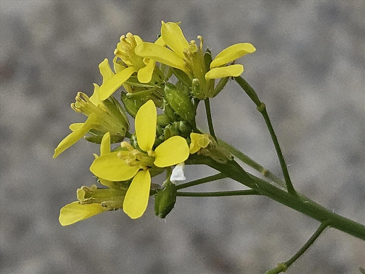 Diplotaxis virgata (door Sipke Gonggrijp)