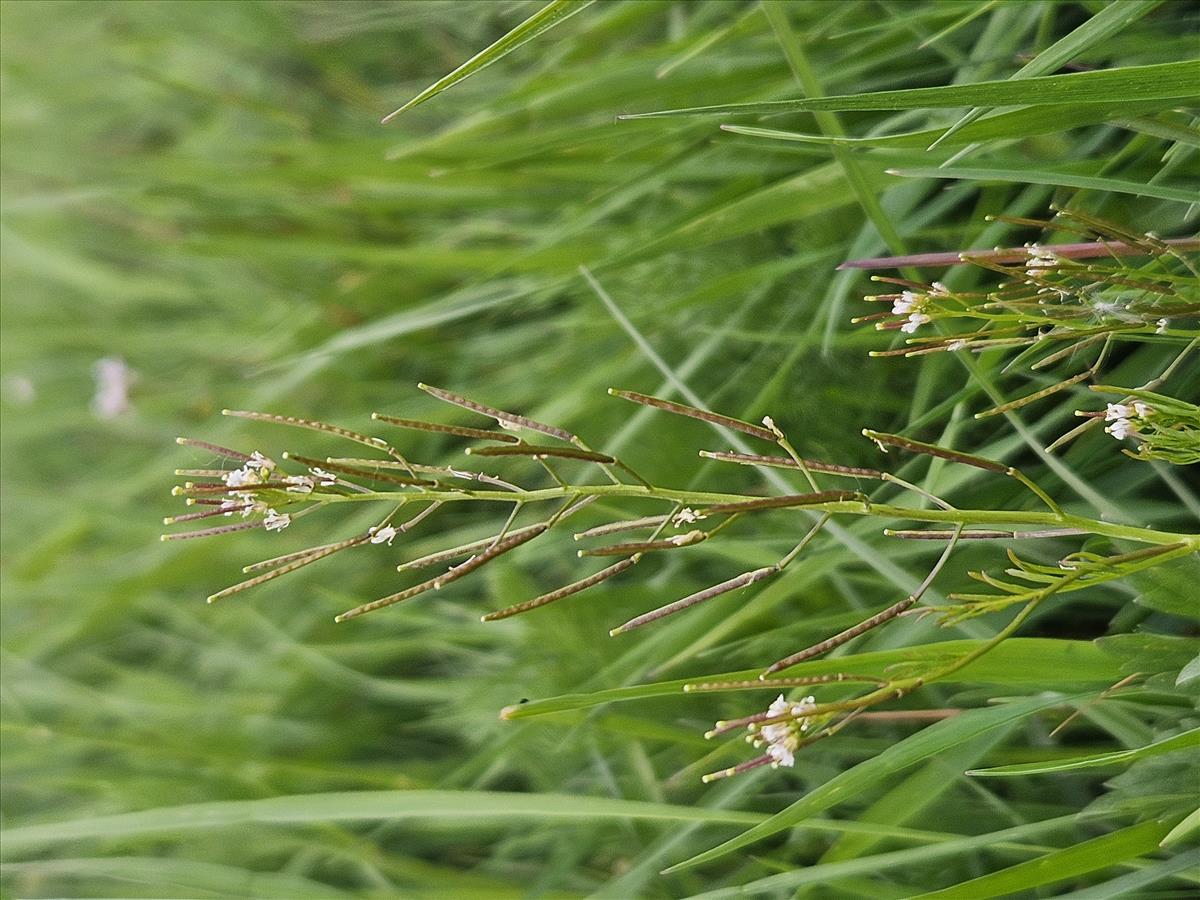 Cardamine parviflora (door Sipke Gonggrijp)