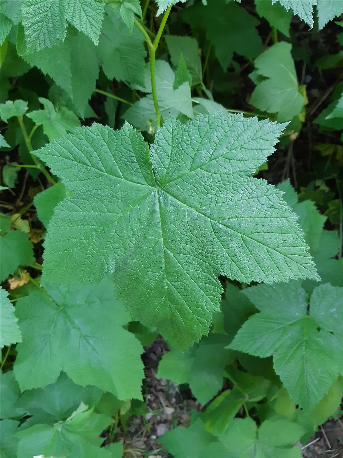 Rubus parviflorus (door Anneke Drost)