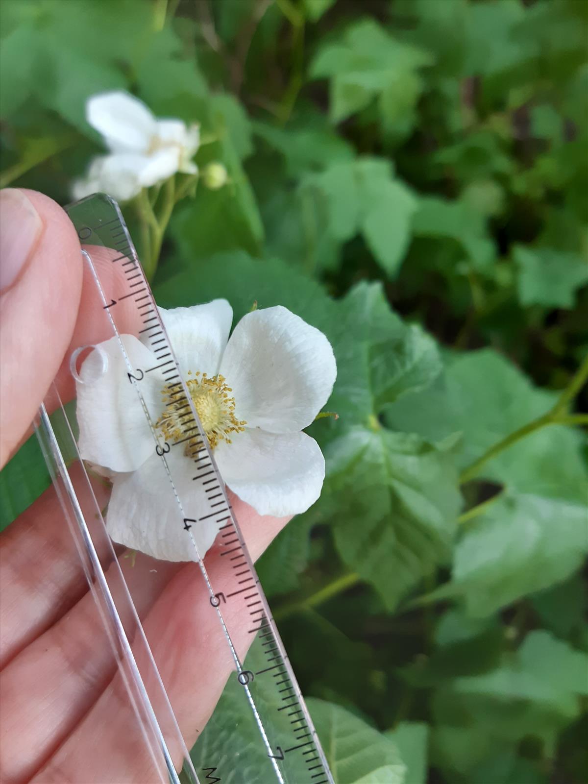Rubus parviflorus (door Anneke Drost)