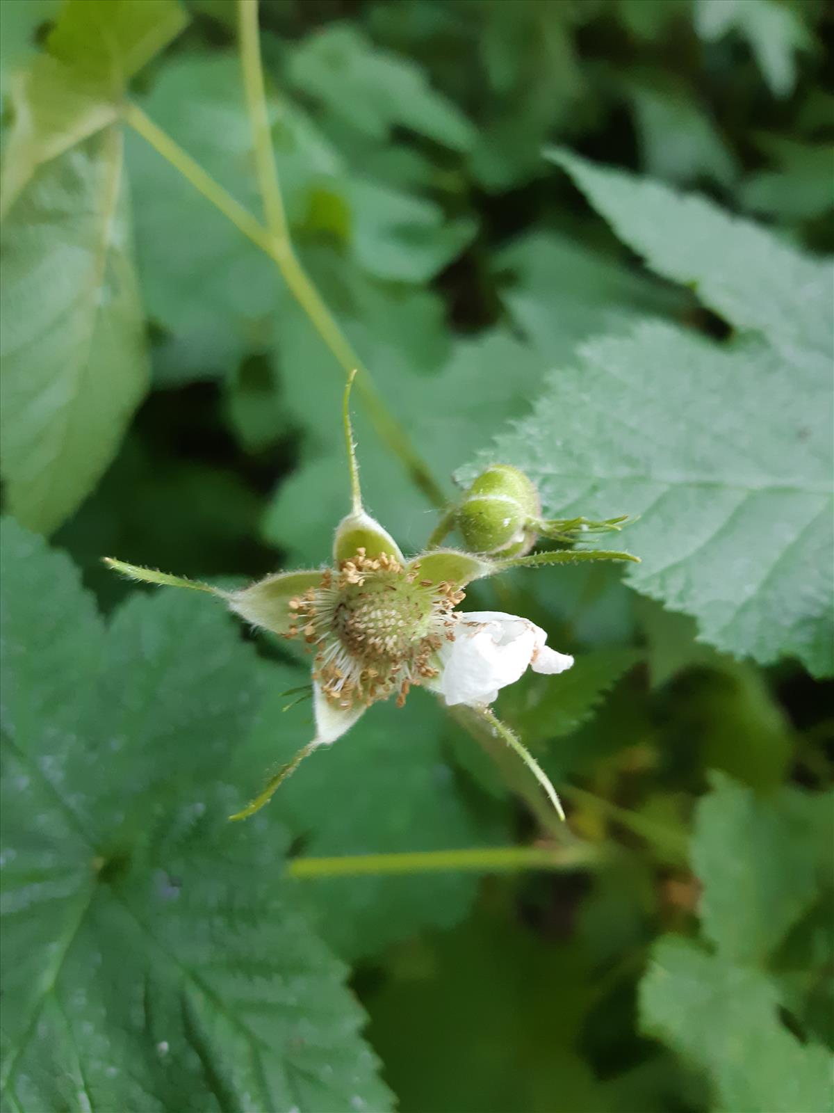 Rubus parviflorus (door Anneke Drost)