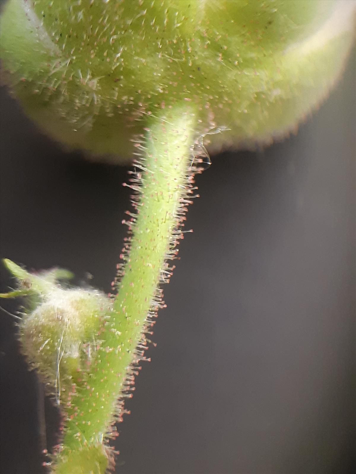 Rubus parviflorus (door Anneke Drost)