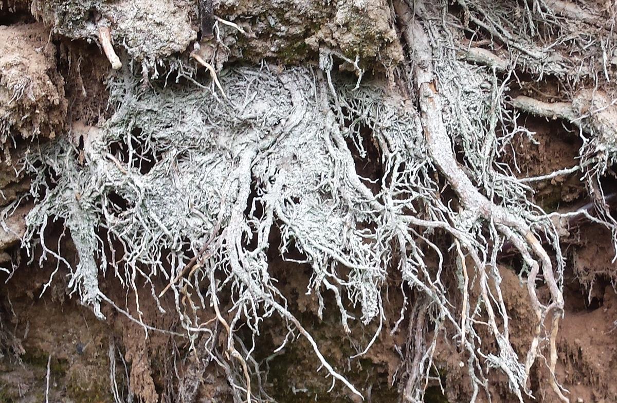 Micarea myriocarpa (door Bart Hessen)